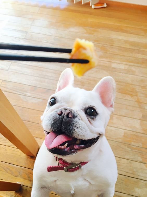 A French Bulldog staring at the food in the chopsticks