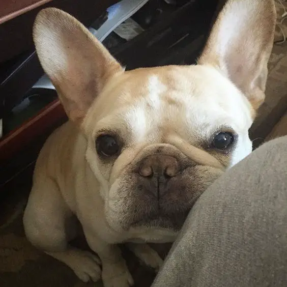 A French Bulldog sitting under the table with its face on the knee of a person