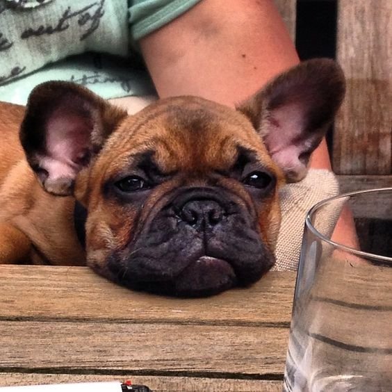 A French Bulldog sitting on the lap of a person while its face is on the table staring at the glass