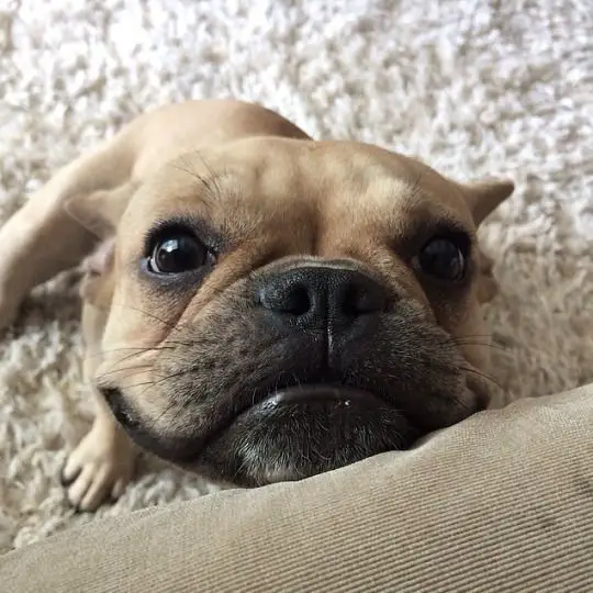 A French Bulldog sitting on the floor with its smiling face on the end of the couch