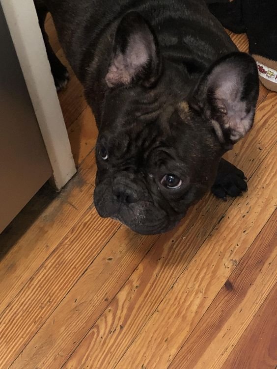A French Bulldog standing on the floor with its sad face