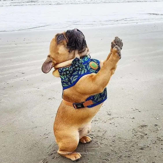 A pleading French Bulldog at the beach