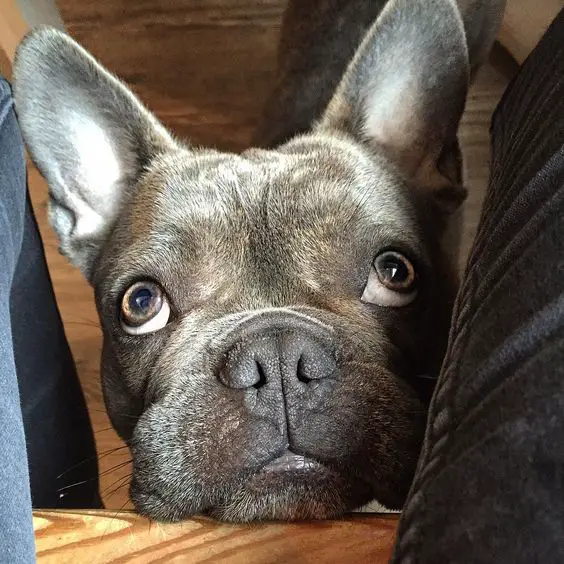 A French Bulldog's face in between the legs of a person sitting on the couch
