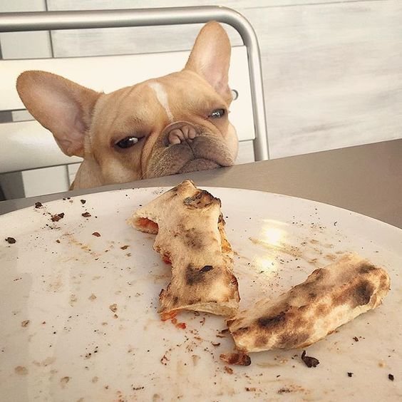 A French Bulldog sitting on the chair while staring at the scrap pizzas on top of the table