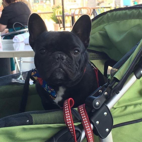 A French Bulldog sitting inside the stroller
