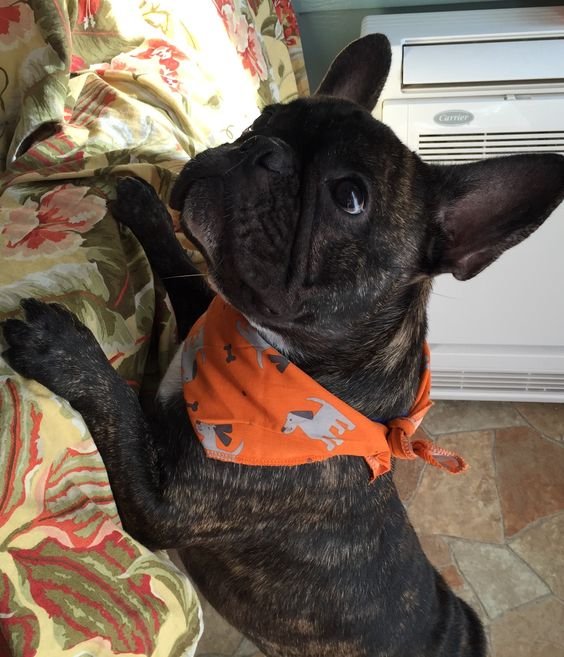 A French Bulldog lying on top of the bed while tilting its head