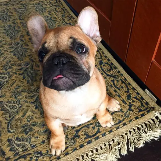 A French Bulldog sitting on the carpet