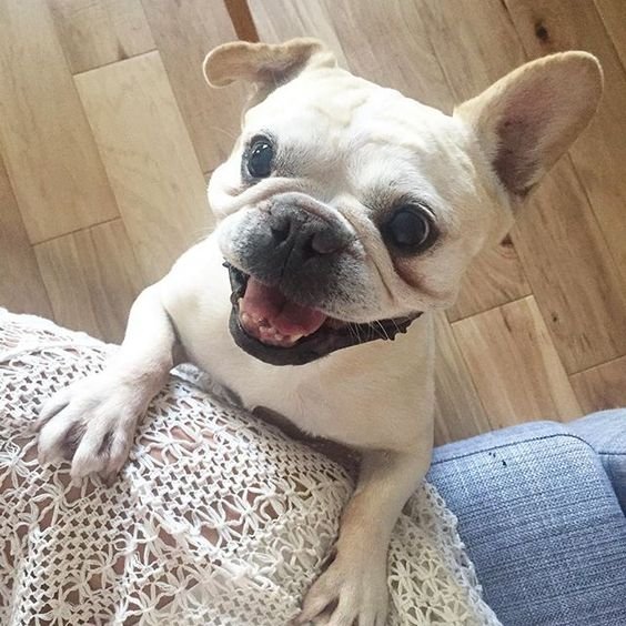 A French Bulldogs leaning towards the person sitting on the couch