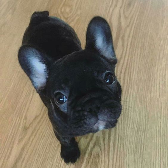 A French Bulldog puppy standing on the floor with its sad face