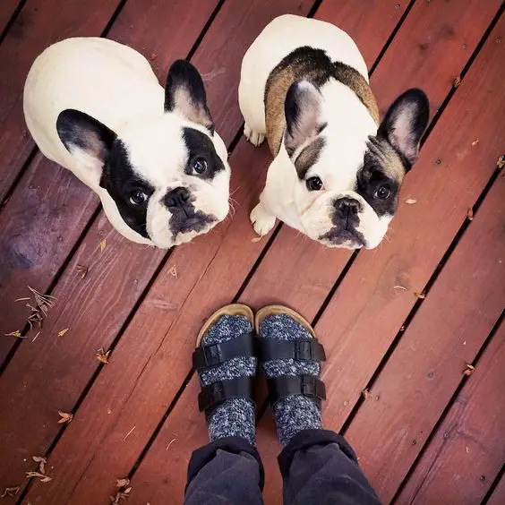 two French Bulldogs sitting on the wooden floor in front of the woman