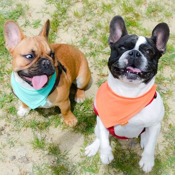 two French Bulldog sitting on the ground while one is staring at the other one with its tongue out