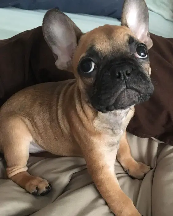 A French Bulldog puppy sitting on the bed with its sad face