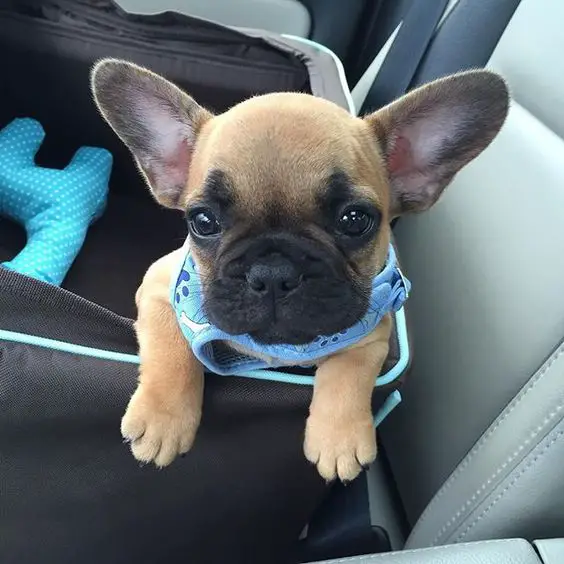 A French Bulldog inside its bed in the car