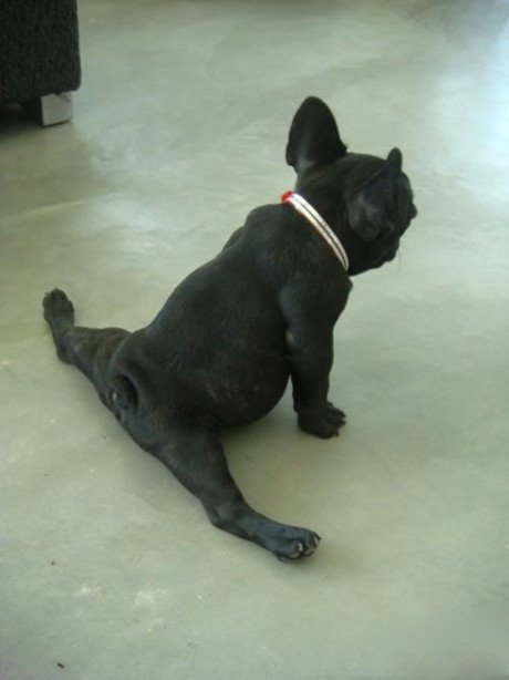 A black French Bulldog splitting on the floor
