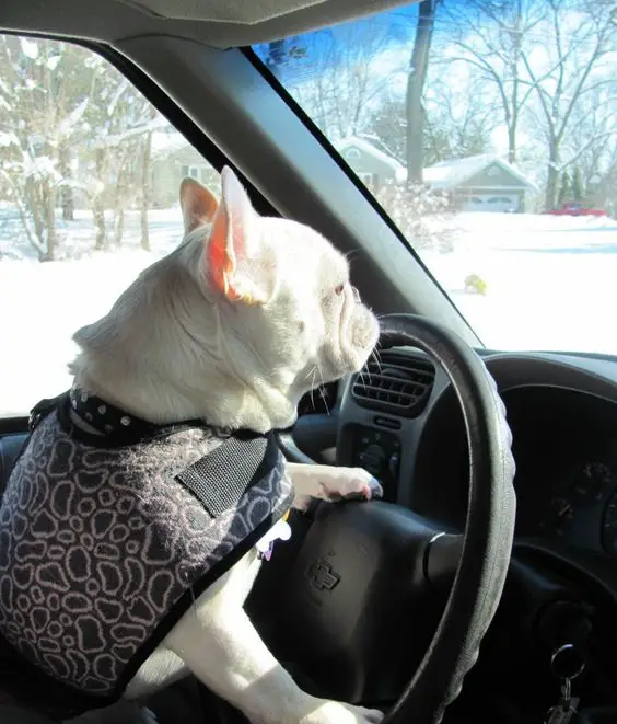 A French Bulldog in the drivers seat with its front legs are on the steering wheel