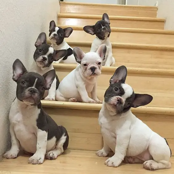 A pack of French Bulldogs sitting on the stairway