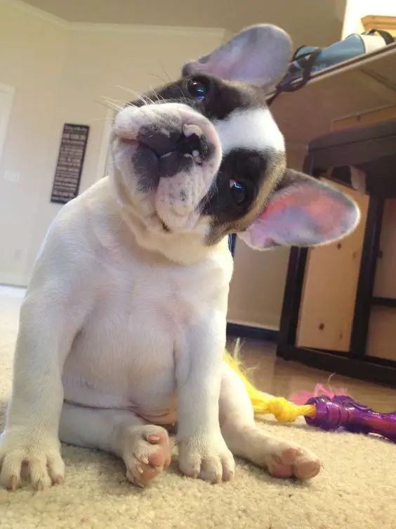 A French Bulldog puppy sitting on the floor while tilting its head