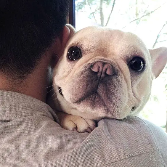 cute adorable face of a white French Bulldog on the shoulders of a man