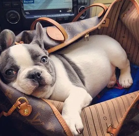 A French Bulldog lying inside a louis vuitton bag in the car