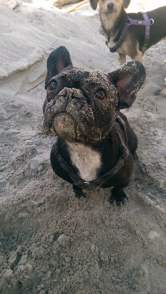 A French Bulldog sitting in the sand while looking up with smudged sand on its face