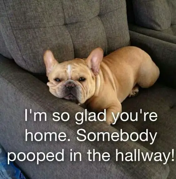 A French Bulldog lying on the couch photo with text - I'm so glad you're home. Somebody pooped in the hallway!