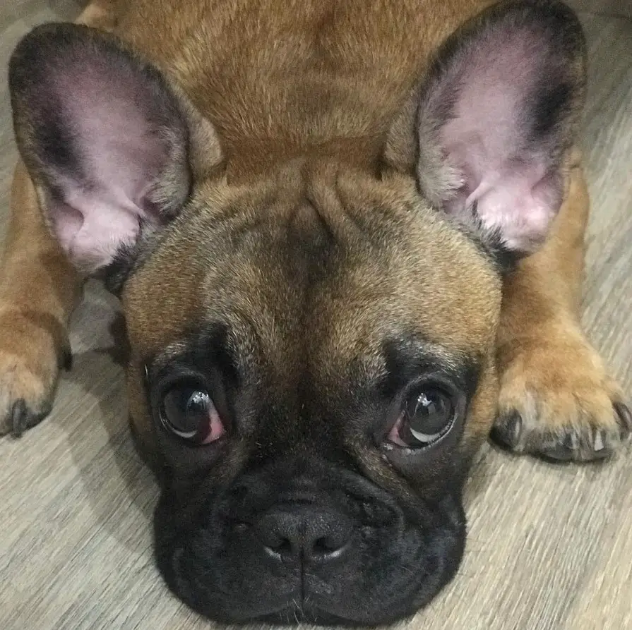 French Bulldog puppy lying down on the floor while looking up with its begging eyes