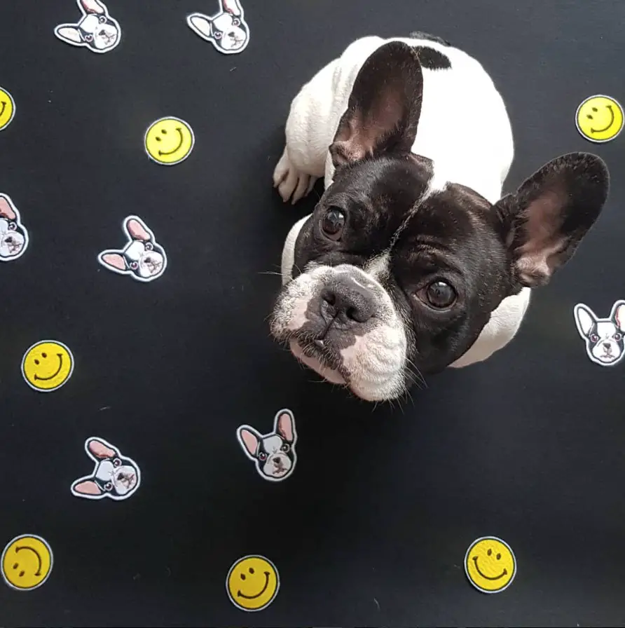 French Bulldog sitting on top of a black cardboard with stickers while looking up with its curious face