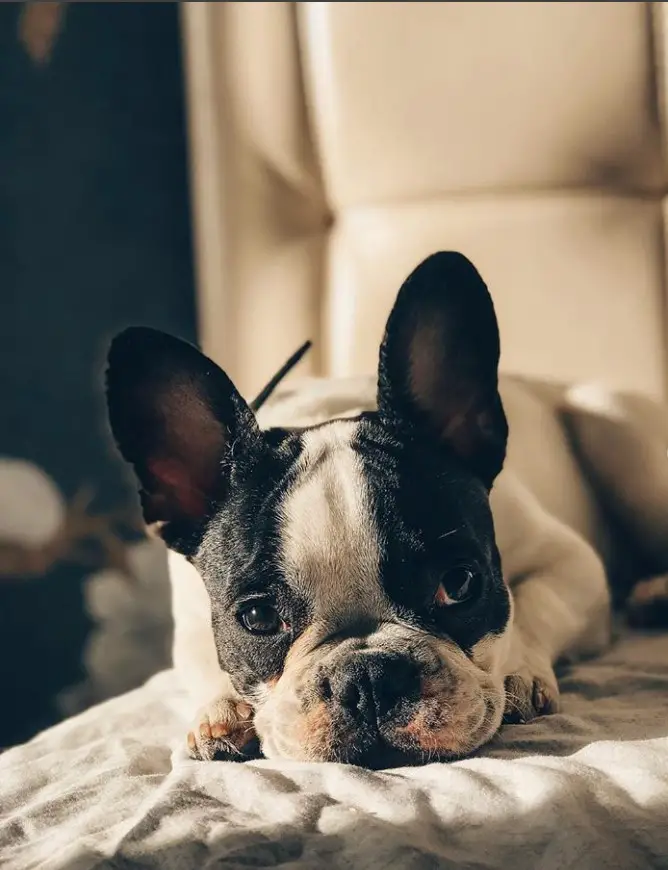 black and white patterned French Bulldog puppy lying down on the bed