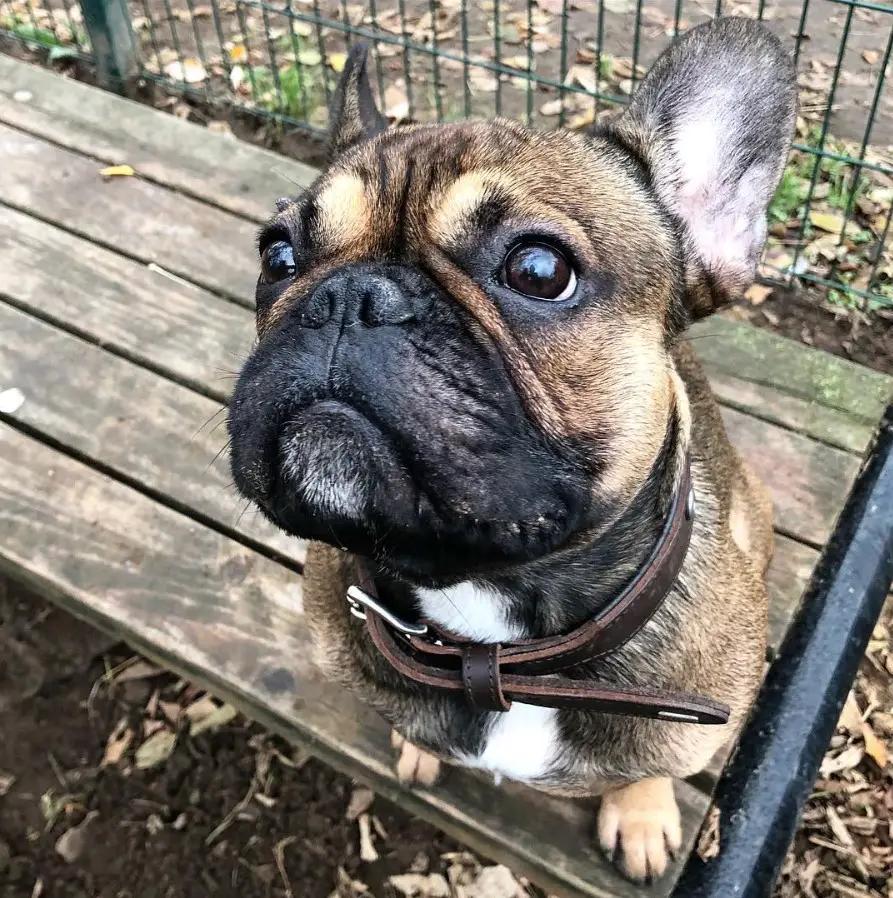 French Bulldog siting on the wooden bench at the park