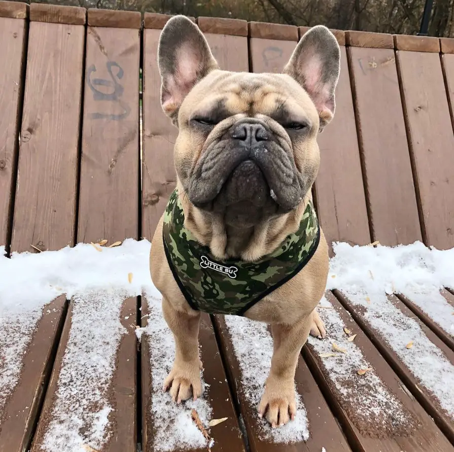 French Bulldog on top of the wooden bench with ice while staring suspiciously
