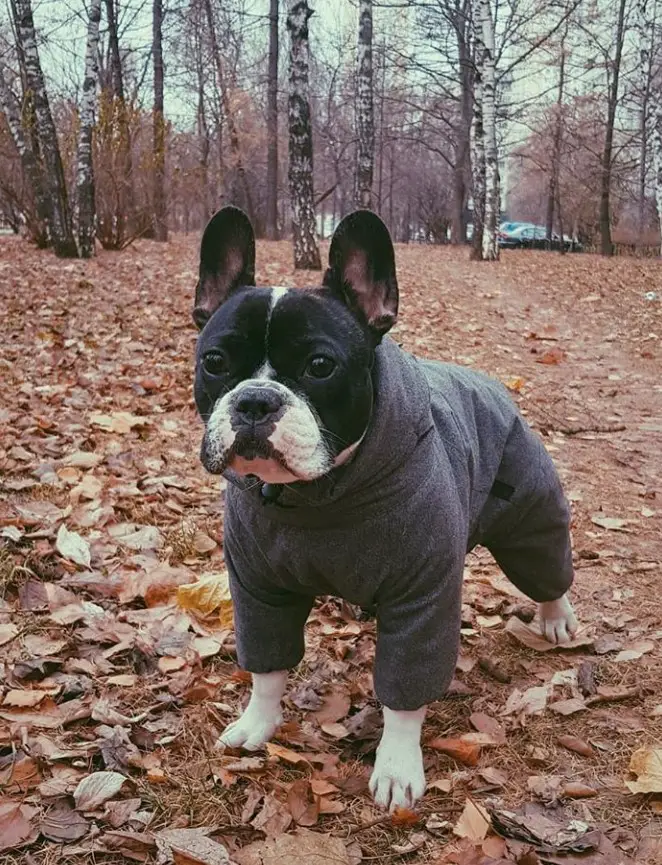 French Bulldog outdoors in autumn taking a walk while wearing a sweater
