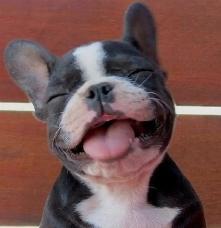 no teeth French Bulldog puppy smiling with its tongue out and close eyes