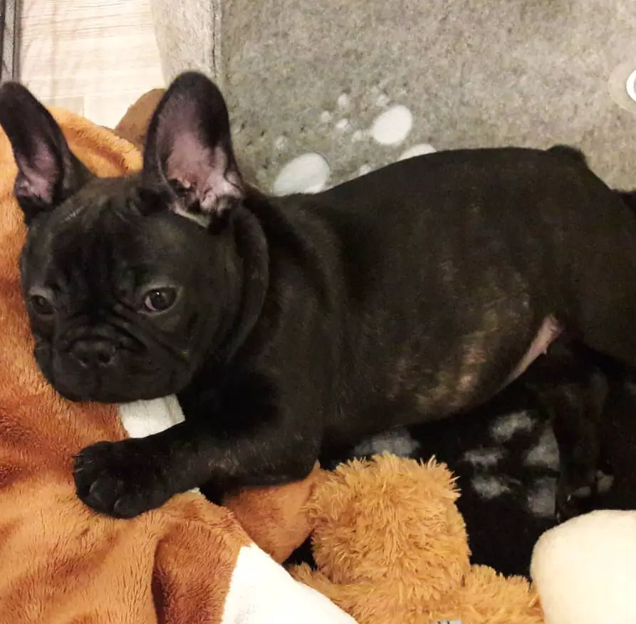 black French Bulldog puppy on the bed leaning against its stuffed toy