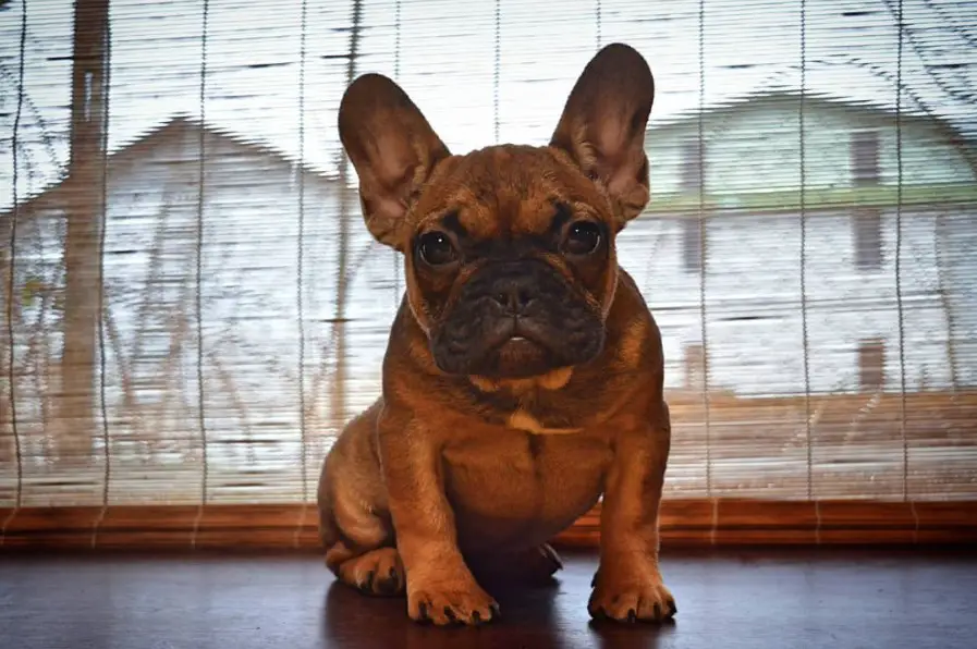 French Bulldog sitting on top of the table while looking with its curious face