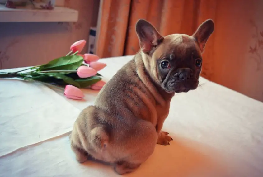 French Bulldog puppy sitting on the foot of the bed with tulip flowers while looking back with its sad eyes