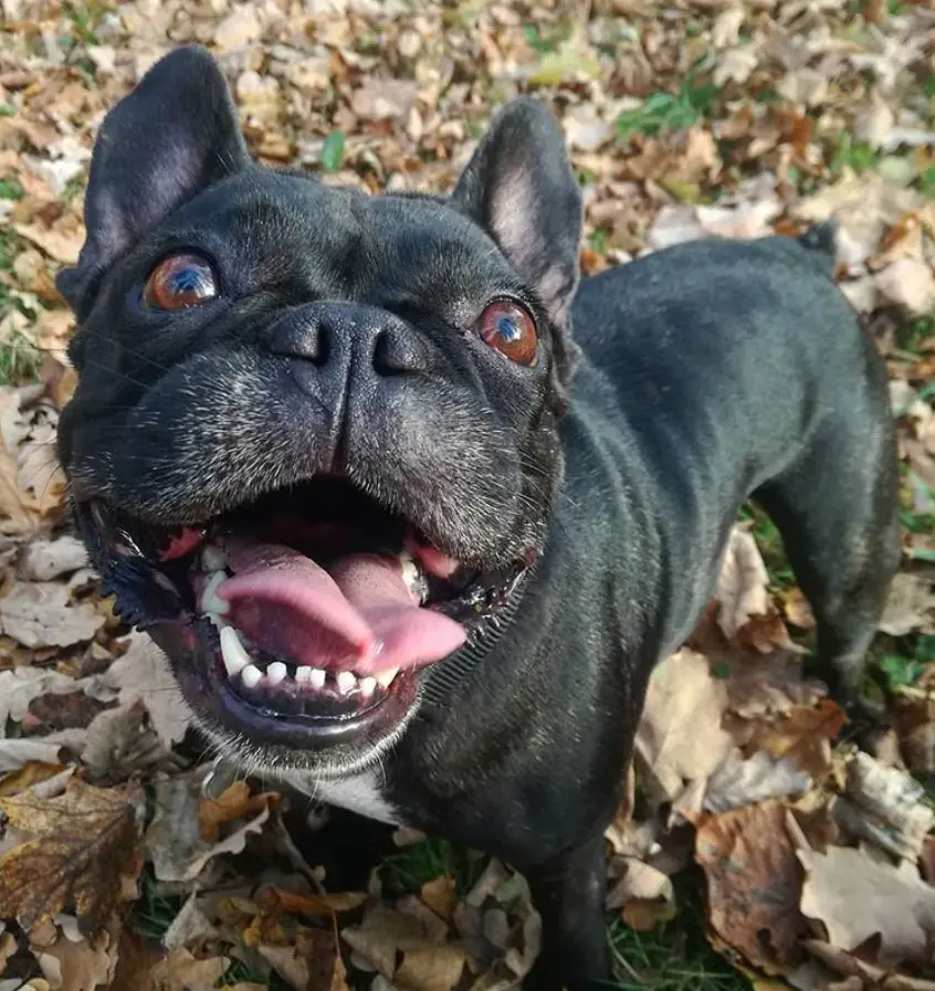 a happy black French Bulldog standing on top of the dried leaves