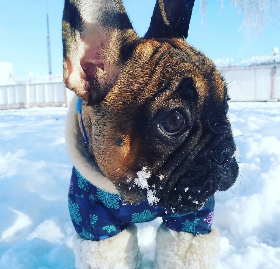French Bulldog wearing a winter sweater outdoors in snow