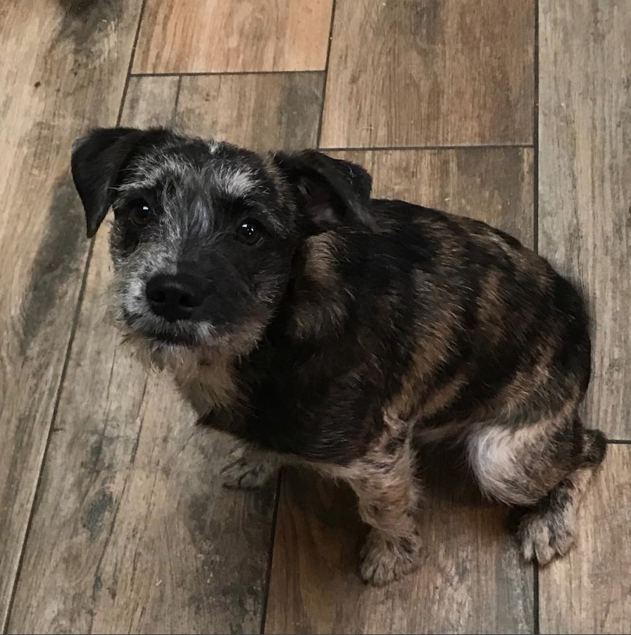 A French boodle puppy sitting on the wooden floor with its begging eyes