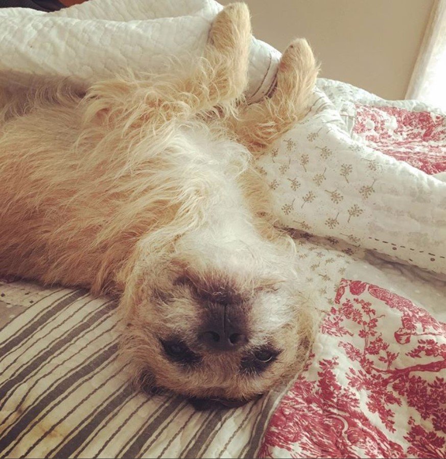 A French Boodle lying on its back on the bed