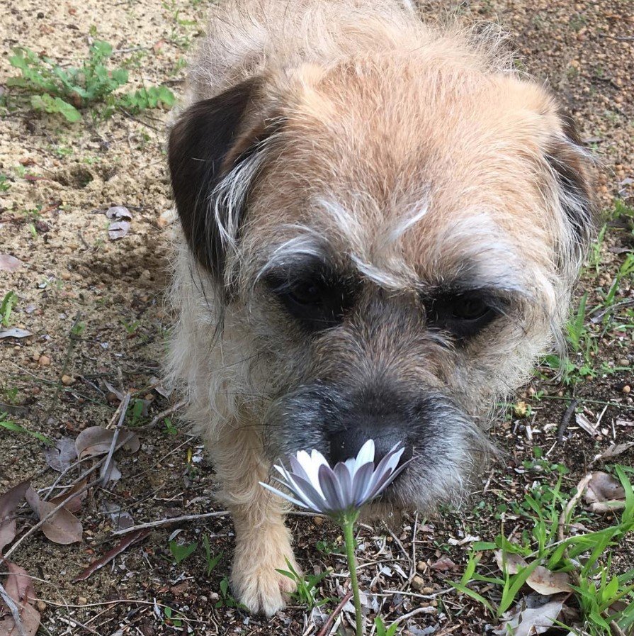 A French Boodle walking at the forest while smelling the flowers