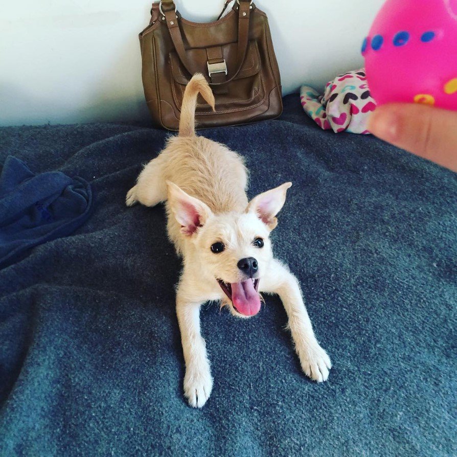 A happy French Boodle lying on top of the bed while staring at the ball in the hand of a woman