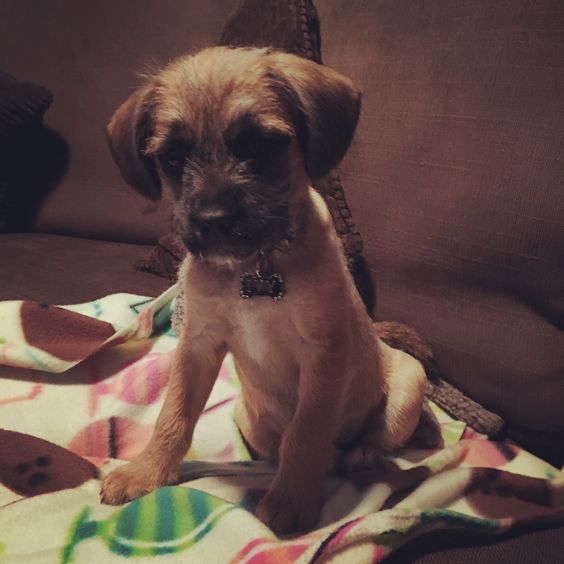 a French Boodle puppy sitting on the couch