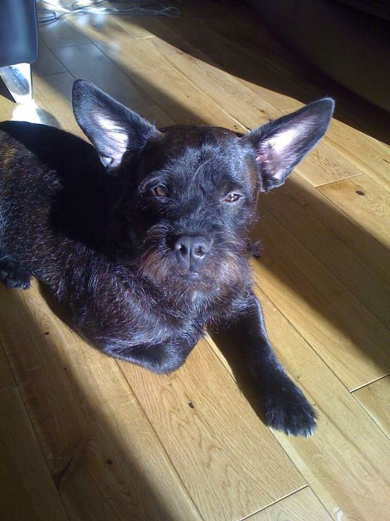 A black French Boodle lying on the wooden floor