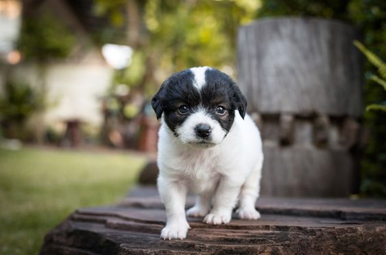 A French Boodle puppy standing on top of the wood in the garden