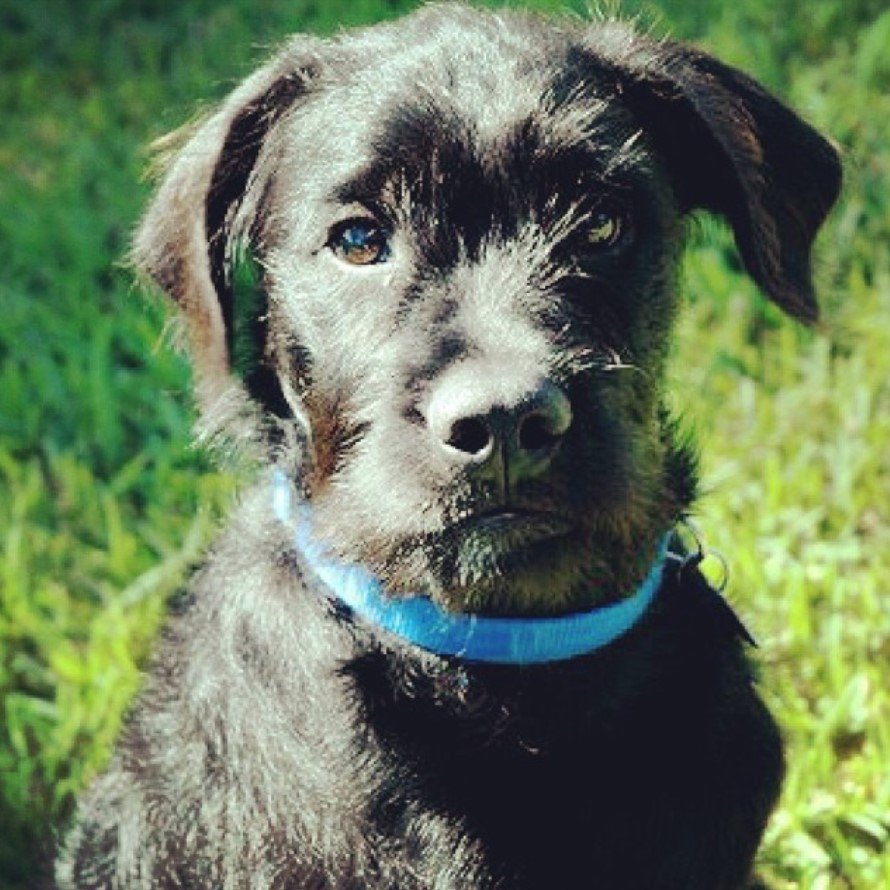A French Boodle sitting on the grass