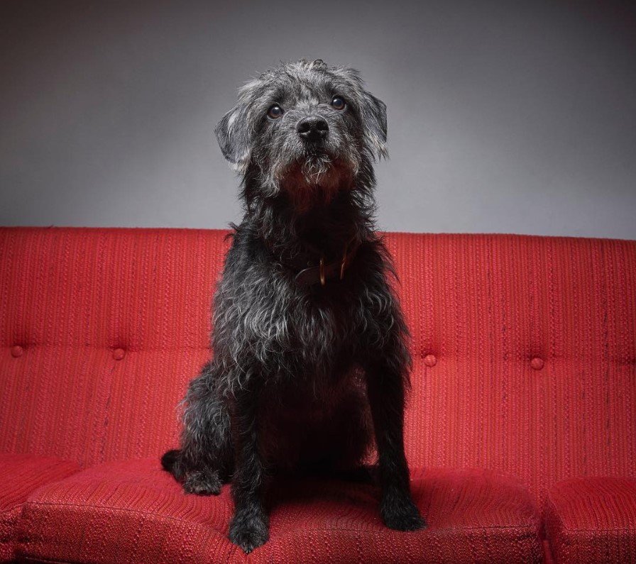A black French Boodle sitting on the couch with its begging face