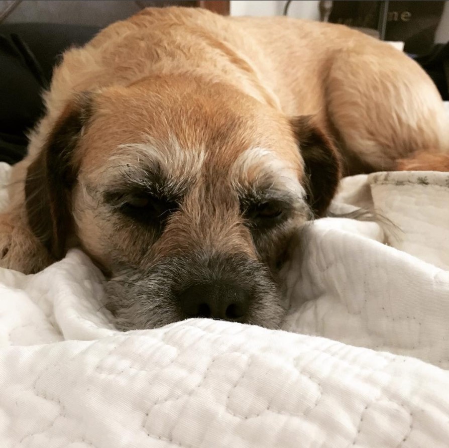 A French Boodle sleeping on the bed