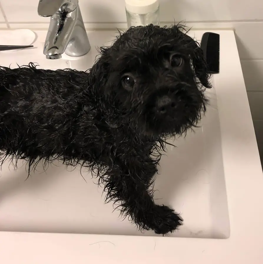 A wet black French Boodle puppy standing in a sink