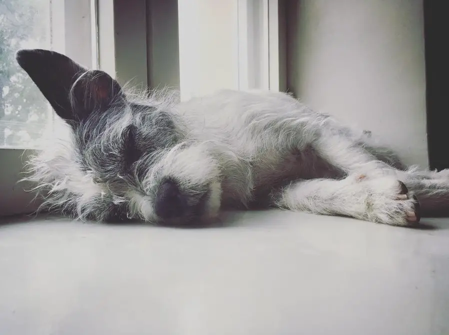 A French Boodle sleeping by the window sill
