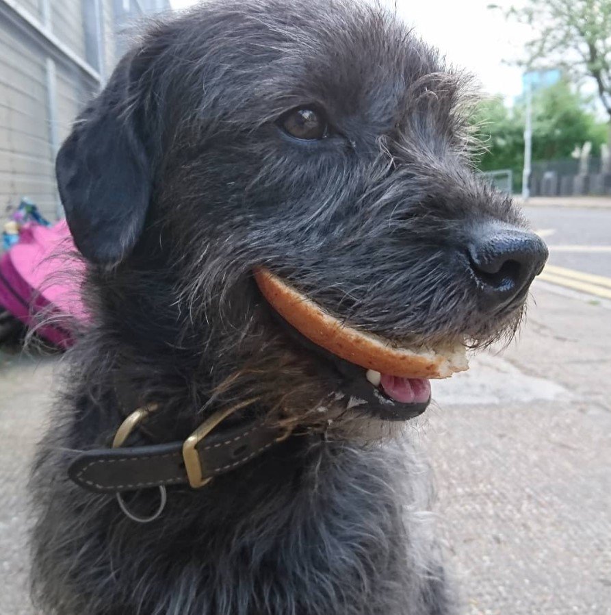 A French Boodle sitting on the pavement with a bread in its mouth